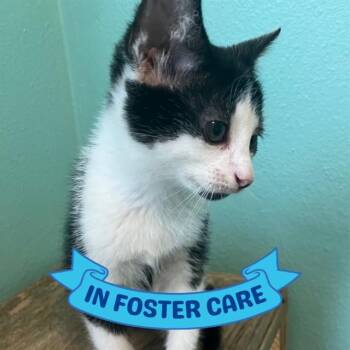 JASPER -  Domestic Short Hair Cat Available for Adoption in Tallahassee, Florida - JASPER | PetCurious