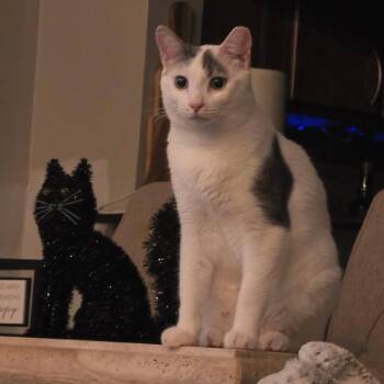 Asher -  Domestic Short Hair Cat for Adoption in Pompano Beach, Florida - Asher | PetCurious