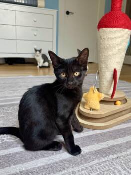 The Loaf Litter -  Domestic Short Hair Cat for Adoption in Ramsey, New Jersey - The Loaf Litter | PetCurious