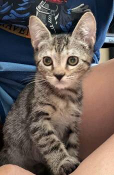 Eleanor -  Tabby Cat for Adoption in Sanford, Florida - Eleanor | PetCurious
