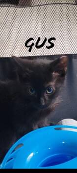 Gus in foster care (must be adopted with a sibling) -  Domestic Short Hair Cat for Adoption in Ellicott City, Maryland - Gus In Foster Care (must Be Adopted With A Sibling) | PetCurious