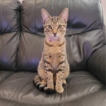 Pinkie -  Domestic Short Hair Cat for Adoption in Allen, Texas - Pinkie | PetCurious