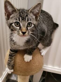 Rescue Tabby Cats for Adoption in Capshaw, Alabama - PRESTON | PetCurious