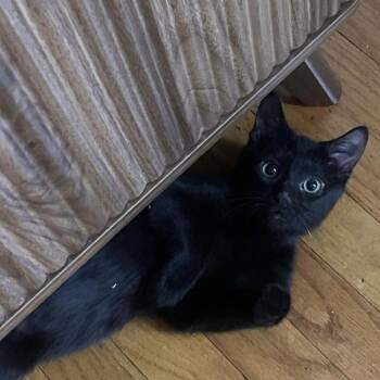 Domestic Short Hair Cats Available for Adoption - Draco | PetCurious