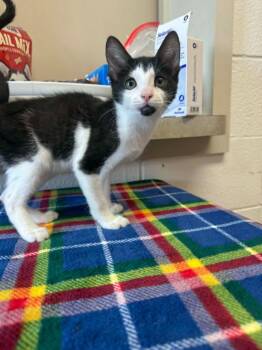 Chocolate Fudge -  Domestic Short Hair Cat for Adoption in Marion, Ohio - Chocolate Fudge | PetCurious