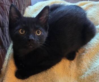 MURPHY -  Domestic Short Hair Cat for Adoption in Sacramento, California - MURPHY | PetCurious