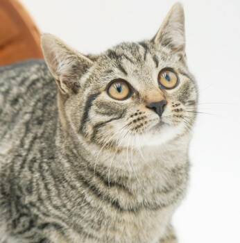 Rescue Tabby and Bengal Cats for Adoption in Bedford Hills, New York - Doc - She