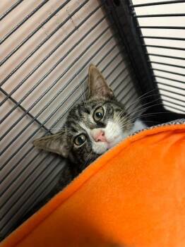 Timber -  Domestic Short Hair Cat for Adoption in Blountville, Tennessee - Timber | PetCurious