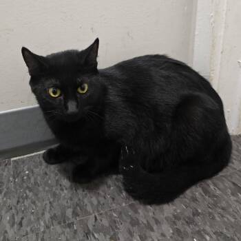 Amy -  Domestic Short Hair Cat for Adoption in Georgetown, Kentucky - Amy | PetCurious