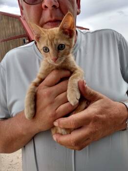 Rescue Domestic Short Hair Cats for Adoption in Thatcher, Arizona - Moses | PetCurious