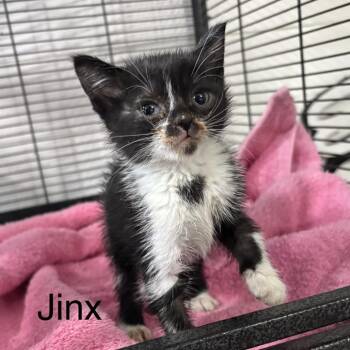 Jinx -  Domestic Short Hair Cat for Adoption in League City, Texas - Jinx | PetCurious