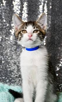 Tommy -  Domestic Short Hair Cat for Adoption in Yakima, Washington - Tommy | PetCurious