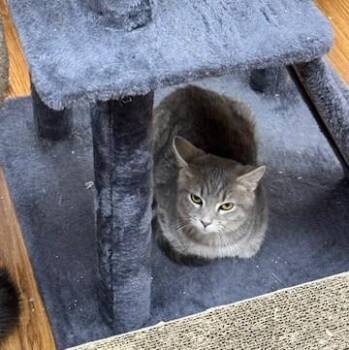 Rescue Domestic Short Hair Cats for Adoption in Medina, Ohio - Johnny | PetCurious