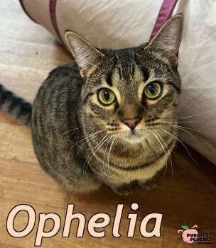 Domestic Short Hair Cats Available for Adoption - Ophelia | PetCurious