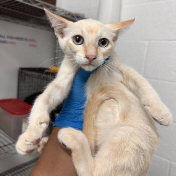 Charmander -  Domestic Short Hair Cat for Adoption in Edinburg, Texas - Charmander | PetCurious