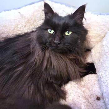 Domestic Long Hair Cats Available for Adoption - Miss Lucky | PetCurious