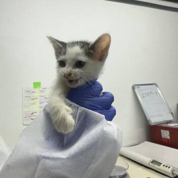 Hob Nob -  Domestic Short Hair Cat for Adoption in New York, New York - Hob Nob | PetCurious