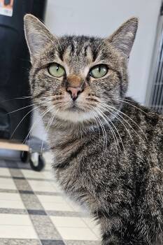 Rescue Domestic Short Hair Cats for Adoption in Frankfort, Kentucky - Mary Kay 5472C | PetCurious