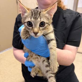 Beth -  Domestic Short Hair Cat for Adoption in Birmingham, Alabama - Beth | PetCurious