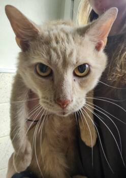 Rescue Domestic Short Hair Cats for Adoption in West Chester, Pennsylvania - Henry FKA C8 | PetCurious
