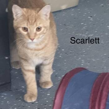 Rescue Domestic Short Hair Cats for Adoption in Ulster, Pennsylvania - Scarlett | PetCurious