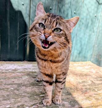 Tabby Cats Available for Adoption - Ulysses Best Kitty In The World! | PetCurious