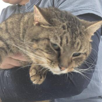 Domestic Short Hair Cats Available for Adoption in Canton, Illinois - Houston | PetCurious