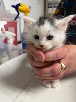 Savannah -  Domestic Medium Hair Cat for Adoption in Trenton, New Jersey - Savannah | PetCurious
