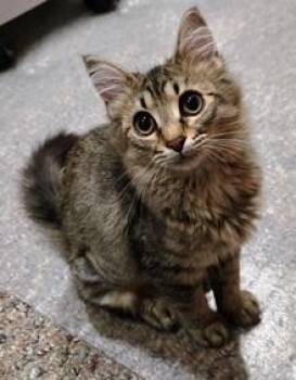 Sierra -  Domestic Long Hair Cat for Adoption in Lebanon, Pennsylvania - Sierra | PetCurious