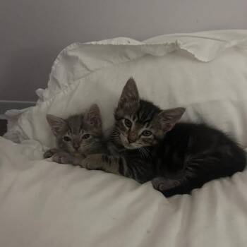 Merrick -  Domestic Short Hair Cat for Adoption in Auburn, Alabama - Merrick | PetCurious