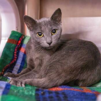 Rescue Domestic Short Hair Cats for Adoption in Mentor, Ohio - Sigil | PetCurious