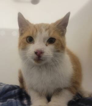 Rescue Domestic Short Hair Cats for Adoption in Sheboygan, Wisconsin - Mandarin | PetCurious