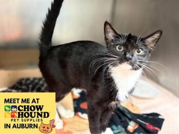 Domestic Short Hair Cats Available for Adoption in Fort Wayne, Indiana - KALI | PetCurious