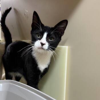 Chess -  Domestic Short Hair Cat for Adoption in Hemet, California - Chess | PetCurious