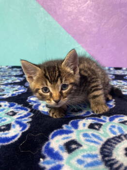 Rescue Domestic Short Hair Cats for Adoption in Battle Ground, Washington - Charger (Teal) | PetCurious