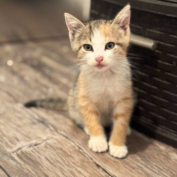 Rescue Domestic Short Hair Cats for Adoption in Madison, Wisconsin - Daisy | PetCurious