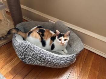 Domestic Short Hair Cats Available for Adoption - Meadow And Minette  | PetCurious