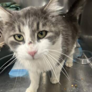 Rescue Domestic Medium Hair Cats for Adoption in Salt Lake City, Utah - Ratatouille | PetCurious