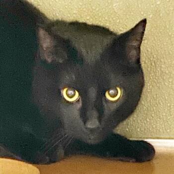 Domestic Short Hair Cats Available for Adoption - Sitka | PetCurious