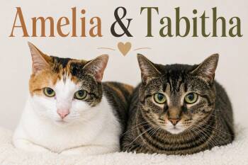 Domestic Short Hair Cats Available for Adoption in Greenville, Delaware - Amelia & Tabitha (FCID# 7/10/2023-56,57 Trainer) | PetCurious