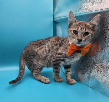 The Nuts (Almond, Cashew, Pecan, Peanut) -  Domestic Short Hair and Tabby Cat for Adoption in Mobile, Alabama - The Nuts (Almond, Cashew, Pecan, Peanut) | PetCurious