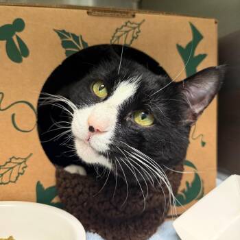 Mackie -  Domestic Short Hair Cat for Adoption in Fairport, New York - Mackie | PetCurious