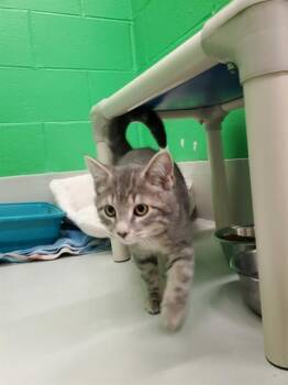 Rescue Domestic Short Hair Cats for Adoption in Peoria, Illinois - CEDRIC | PetCurious