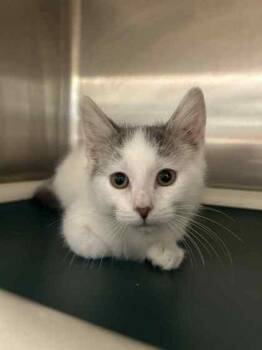 Rescue Domestic Short Hair Cats for Adoption in Munster, Indiana - Kit Kat | PetCurious