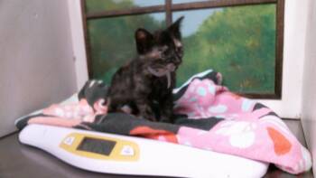 A2098253 -  Domestic Short Hair Cat for Adoption in Houston, Texas - A2098253 | PetCurious