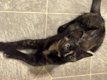 Domestic Short Hair Cats Available for Adoption in East Providence, Rhode Island - Chloe | PetCurious