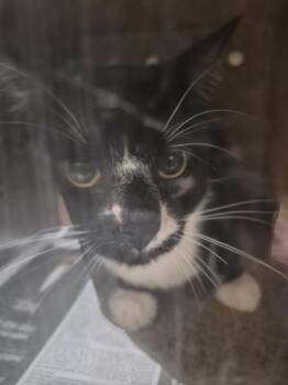 Nf16 -  Domestic Short Hair Cat for Adoption in Lawrenceville, Georgia - Nf16 | PetCurious