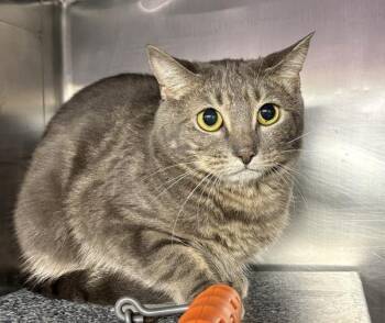 Halsey -  Domestic Short Hair Cat for Adoption in New York, New York - Halsey | PetCurious