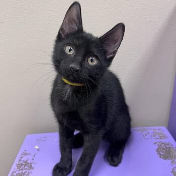 TBF-Stray-28957.  Lieutenant. Louie -  American Shorthair Cat for Adoption in Arlington Heights, Illinois - TBF-Stray-28957.  Lieutenant. Louie | PetCurious