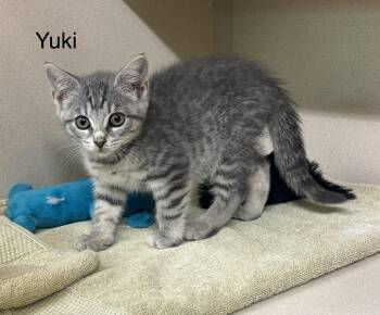Yuki -  Tabby Cat for Adoption in Ulster, Pennsylvania - Yuki | PetCurious